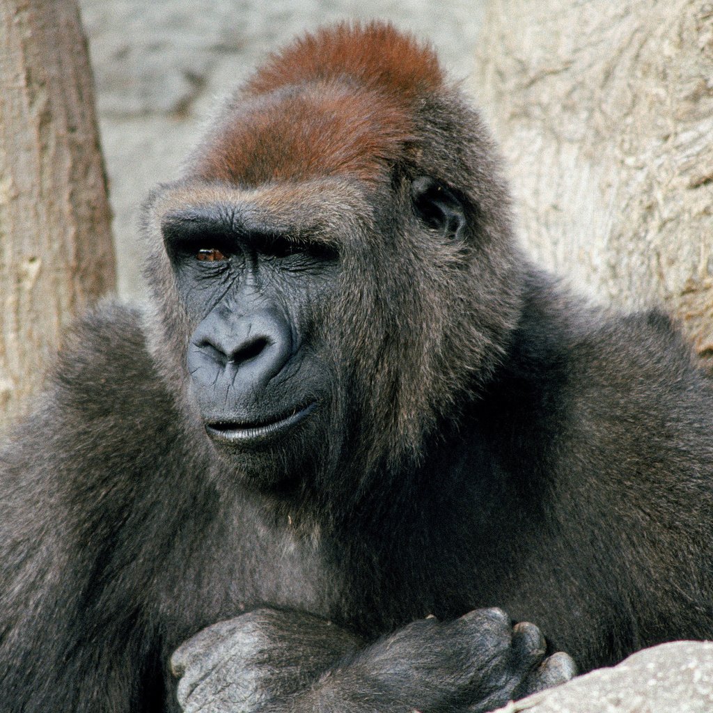 Обои взгляд, обезьяна, горилла, примат, look, monkey, gorilla, the primacy of разрешение 2560x1600 Загрузить