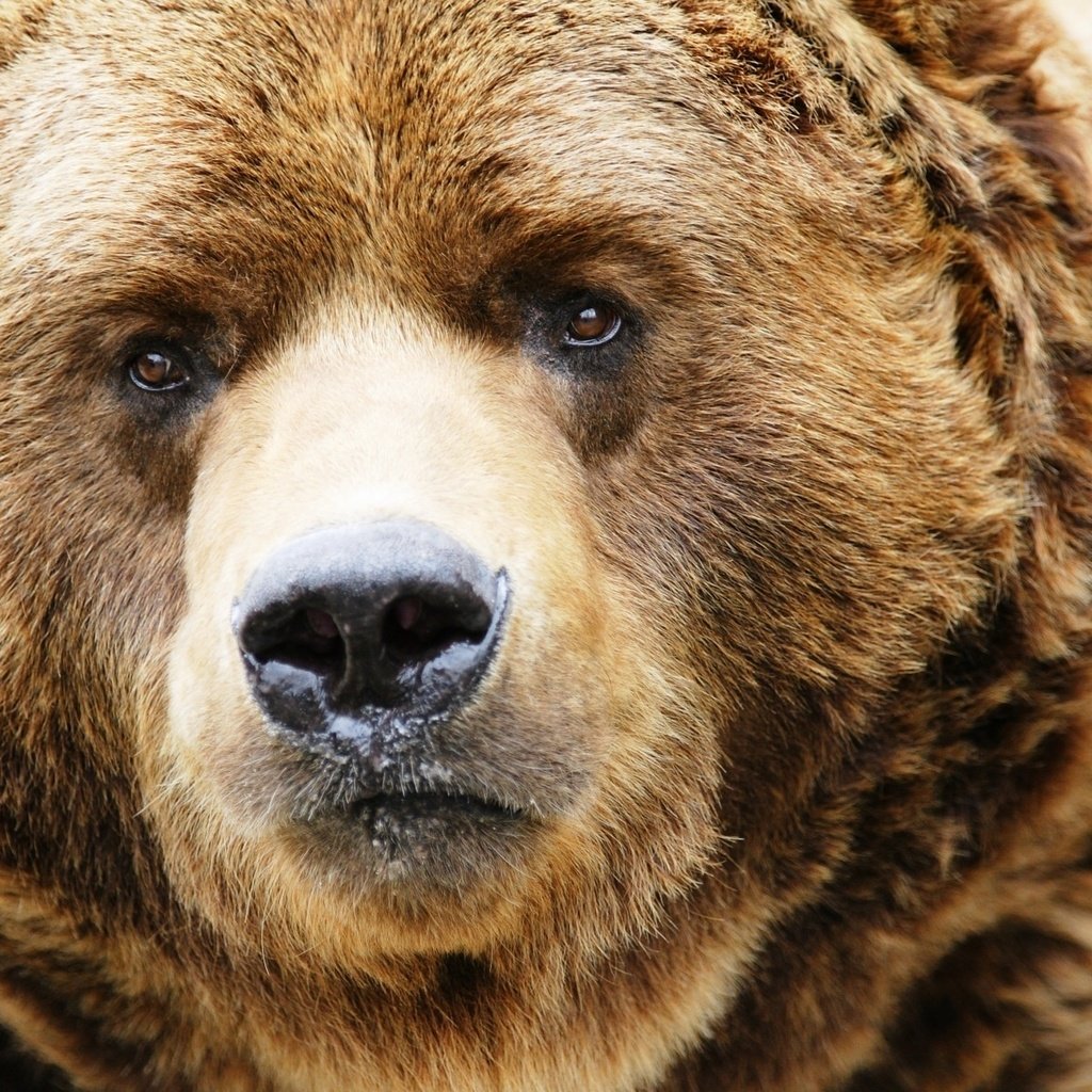 Обои морда, взгляд, медведь, нос, бурый, бурый медведь, суровый, face, look, bear, nose, brown, brown bear, harsh разрешение 1920x1200 Загрузить
