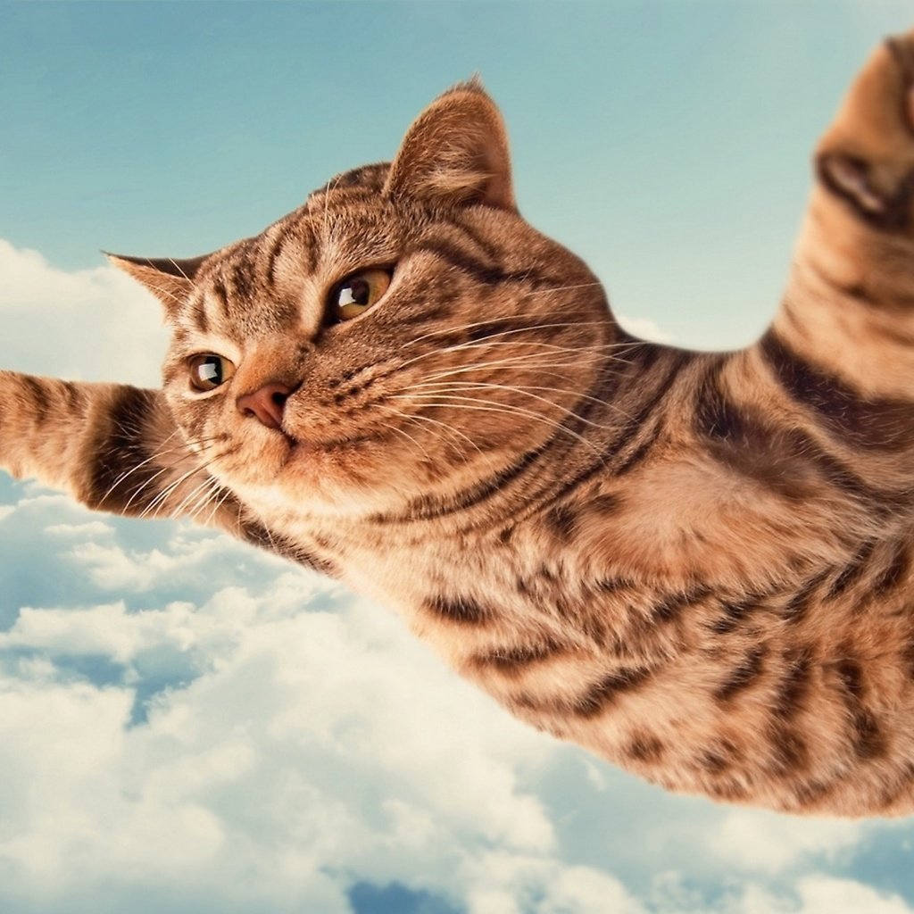 Обои летящий кот, flying cat разрешение 2560x1440 Загрузить