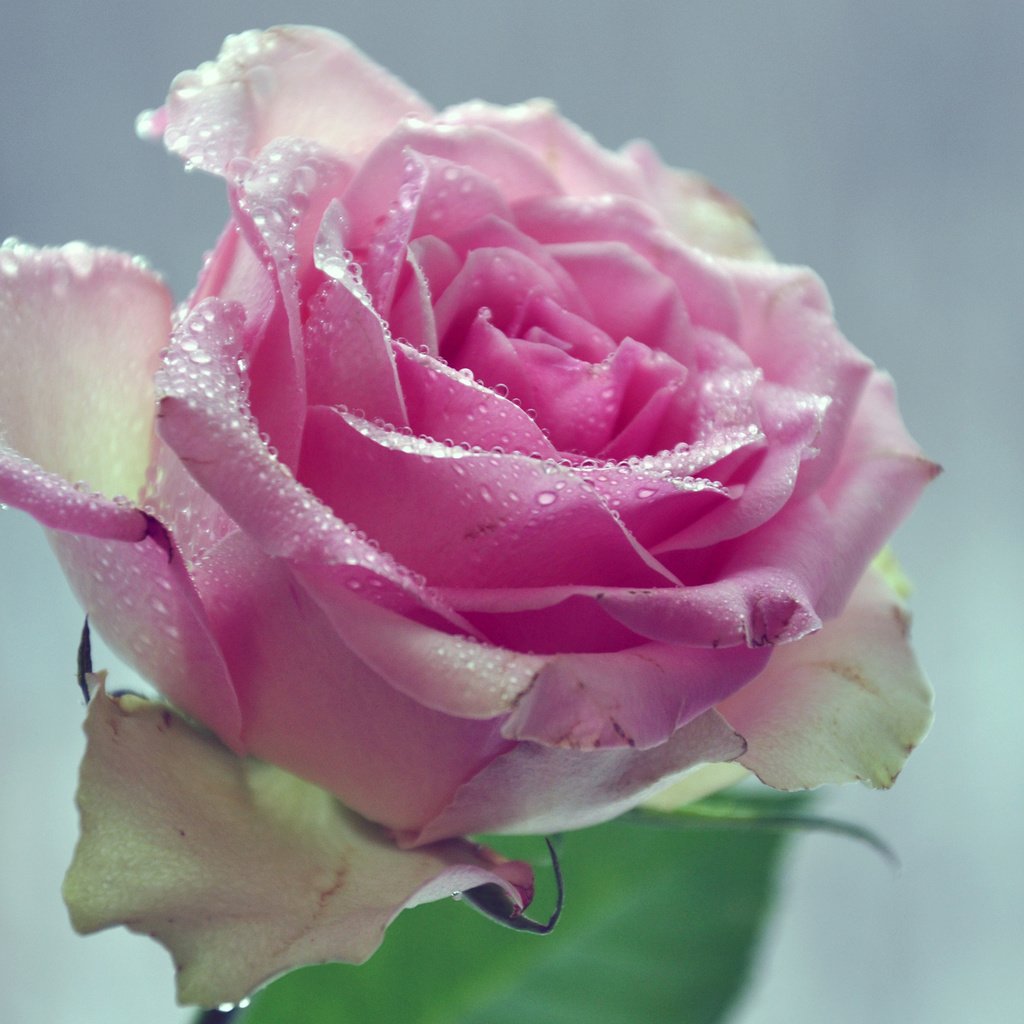 Обои вода, цветок, капли, лепестки, розовая роза, water, flower, drops, petals, pink rose разрешение 2560x1600 Загрузить