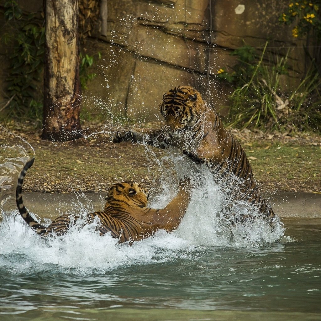 Обои тигр, брызги, игра, пара, дикие кошки, хищники, купание, драка, tiger, squirt, the game, pair, wild cats, predators, bathing, fight разрешение 1920x1200 Загрузить