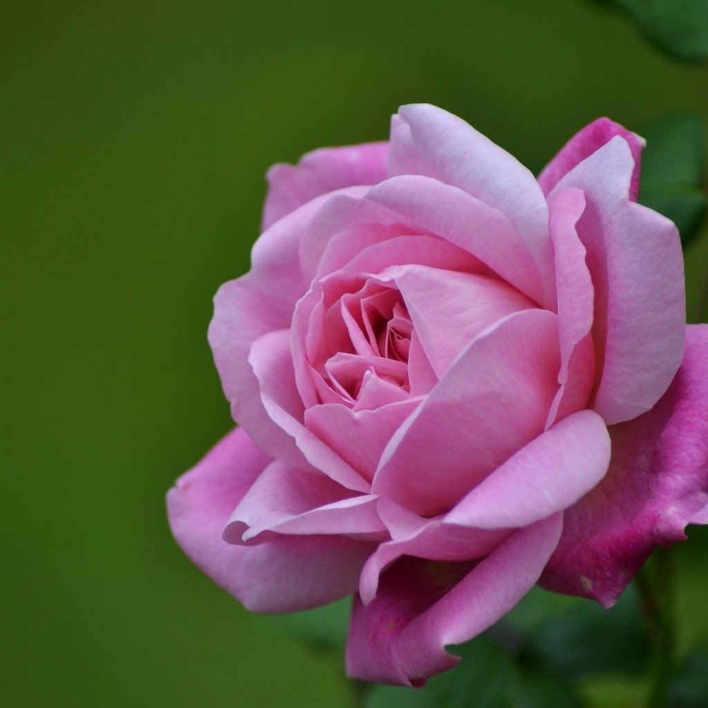 Обои макро, роза, лепестки, бутон, macro, rose, petals, bud разрешение 2560x1600 Загрузить