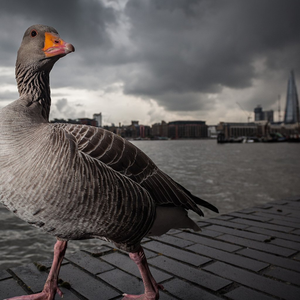 Обои лондон, темза, серый, прогулка, гусь, london, thames, grey, walk, goose разрешение 1920x1200 Загрузить