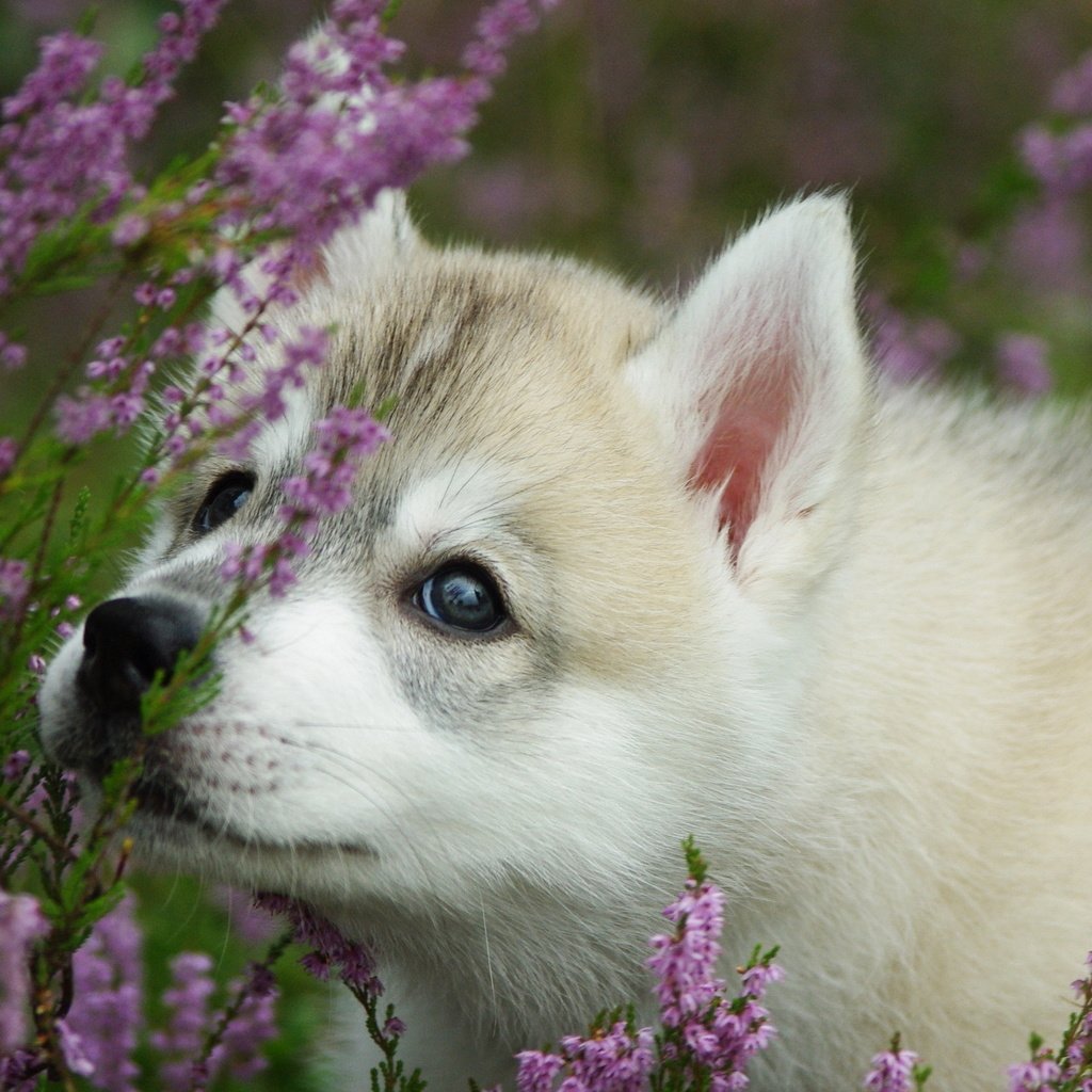 Обои морда, цветы, лаванда, собака, щенок, хаски, face, flowers, lavender, dog, puppy, husky разрешение 2560x1600 Загрузить
