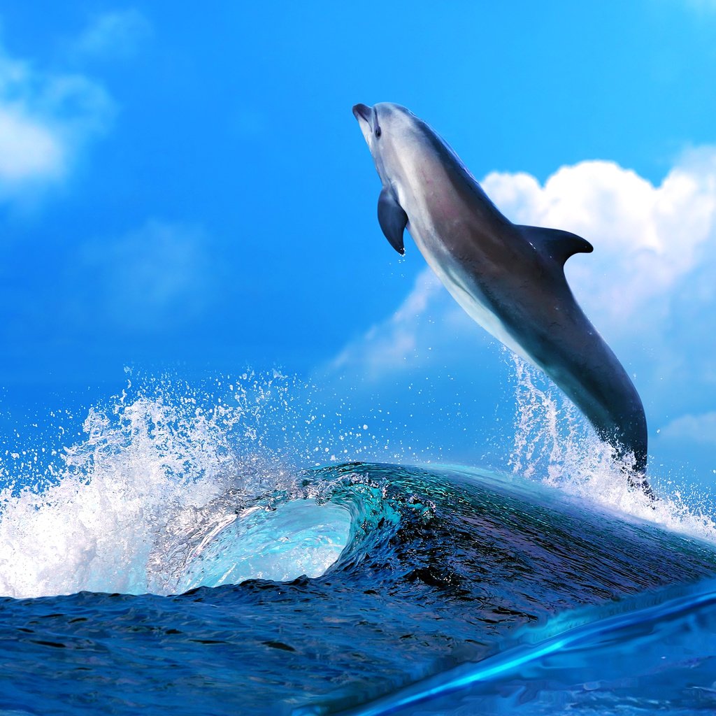 Обои небо, вода, море, животные, океан, голубая, голубое, дельфин, the sky, water, sea, animals, the ocean, blue, dolphin разрешение 5000x3140 Загрузить