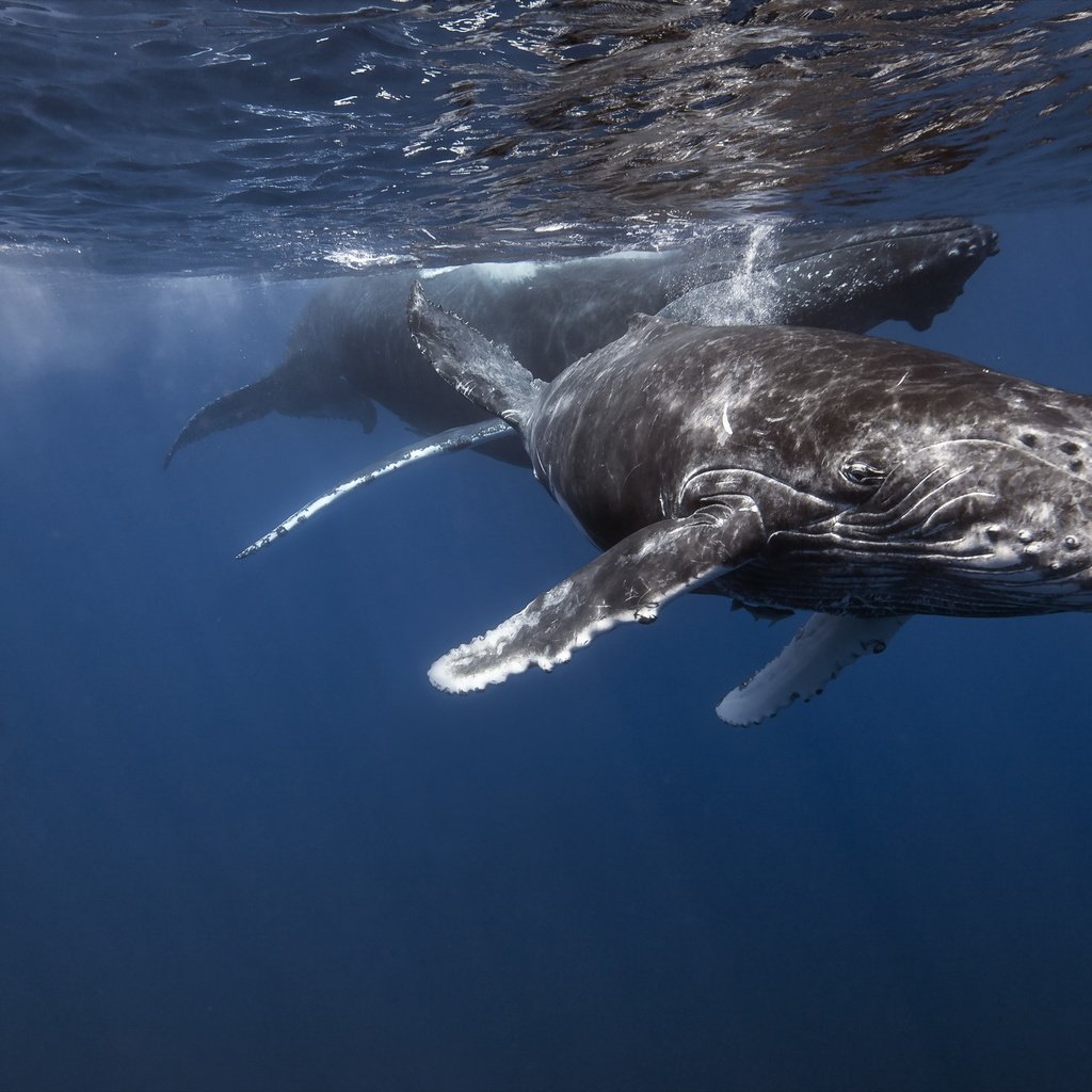 Обои кит, аквалангист, подводный мир, kit, the diver, underwater world разрешение 2560x1600 Загрузить