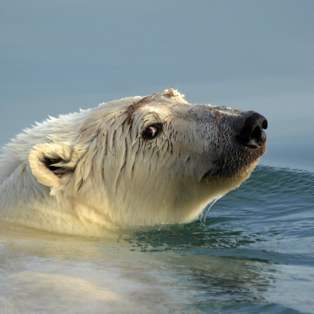 Обои вода, медведь, голова, белый медведь, water, bear, head, polar bear разрешение 1920x1200 Загрузить