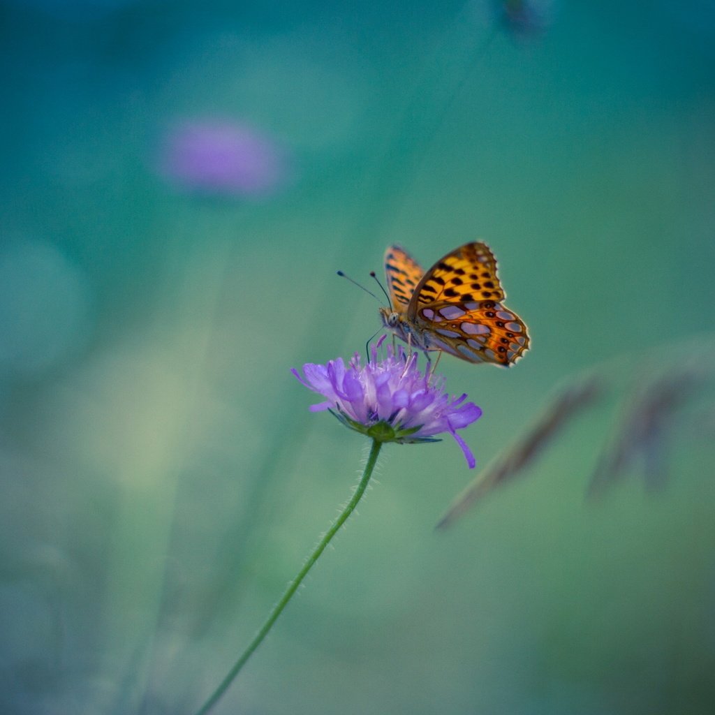 Обои цветок, бабочка, насекомые, размытость. фон, flower, butterfly, insects, blur. background разрешение 1920x1200 Загрузить