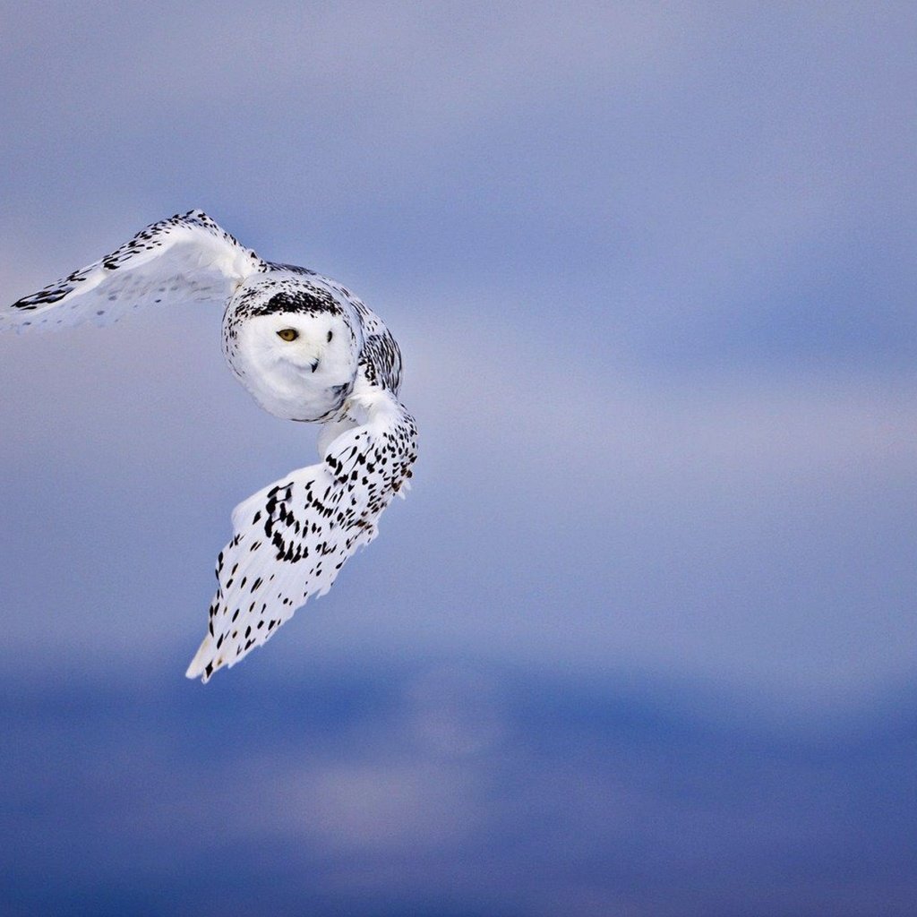 Обои сова, полет, птицы, белая, полярная, owl, flight, birds, white, polar разрешение 2880x1800 Загрузить