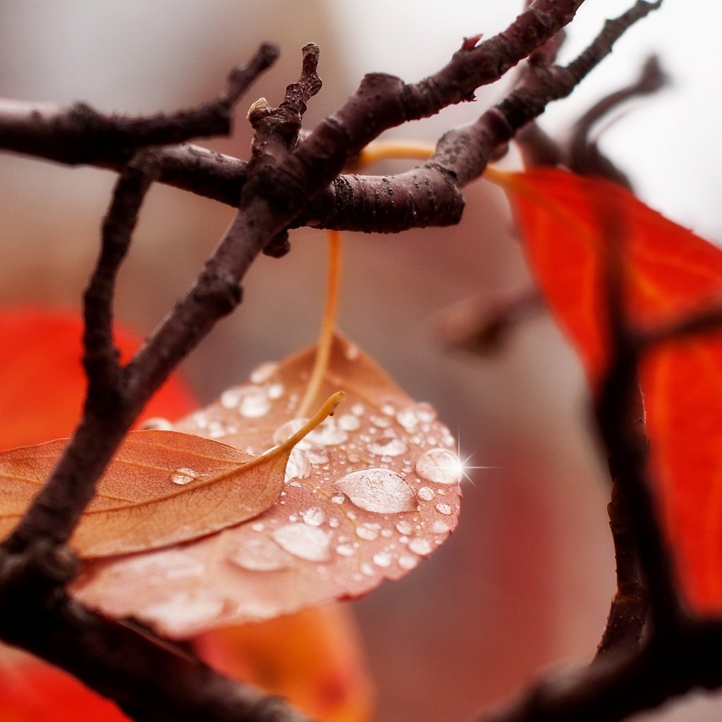 Обои вода, ветка, листья, макро, капли, осень, water, branch, leaves, macro, drops, autumn разрешение 2560x1600 Загрузить