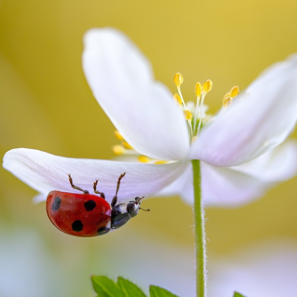 Обои природа, макро, насекомое, цветок, белый, божья коровка, nature, macro, insect, flower, white, ladybug разрешение 2047x1182 Загрузить