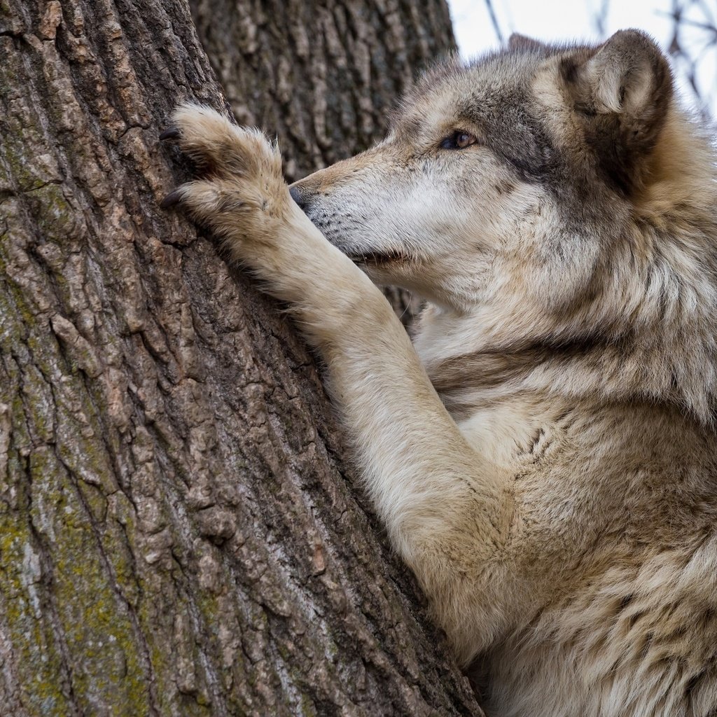 Обои морда, дерево, лапы, хищник, ствол, кора, волк, face, tree, paws, predator, trunk, bark, wolf разрешение 2048x1365 Загрузить