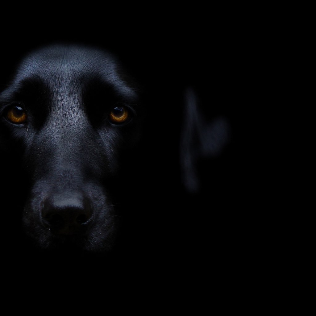 Обои мордочка, взгляд, собака, черный фон, черная, карие глаза, muzzle, look, dog, black background, black, brown eyes разрешение 1920x1149 Загрузить
