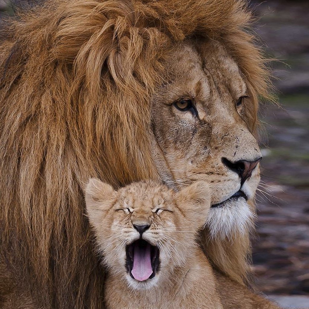Обои хищник, львы, семья, лев, забота, грива, львёнок, predator, lions, family, leo, care, mane, lion разрешение 1920x1440 Загрузить