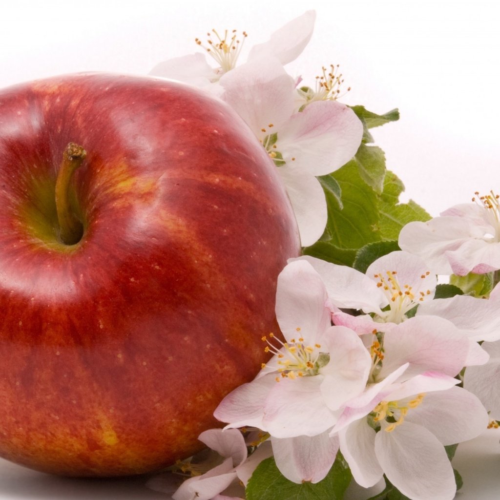 Обои цветы, фрукты, яблоко, листики, красное, спелое, flowers, fruit, apple, leaves, red, ripe разрешение 1920x1302 Загрузить