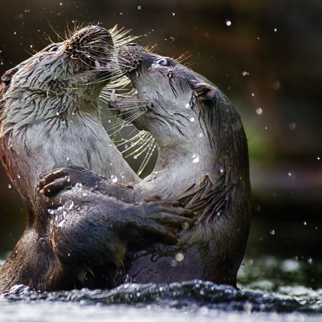 Обои вода, животные, выдры, речная выдра, water, animals, otters, river otter разрешение 2048x1365 Загрузить