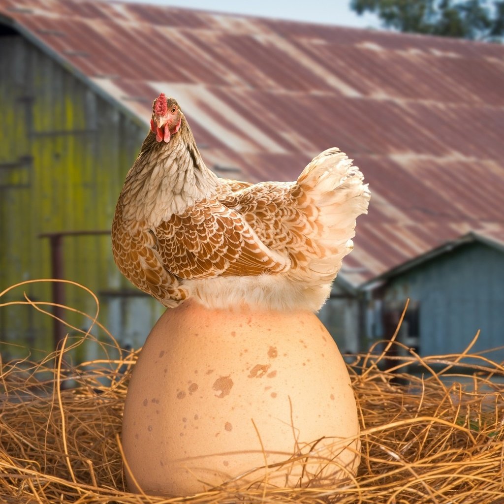 Обои курица, вот это яйко, chicken, this is yayko разрешение 1920x1200 Загрузить