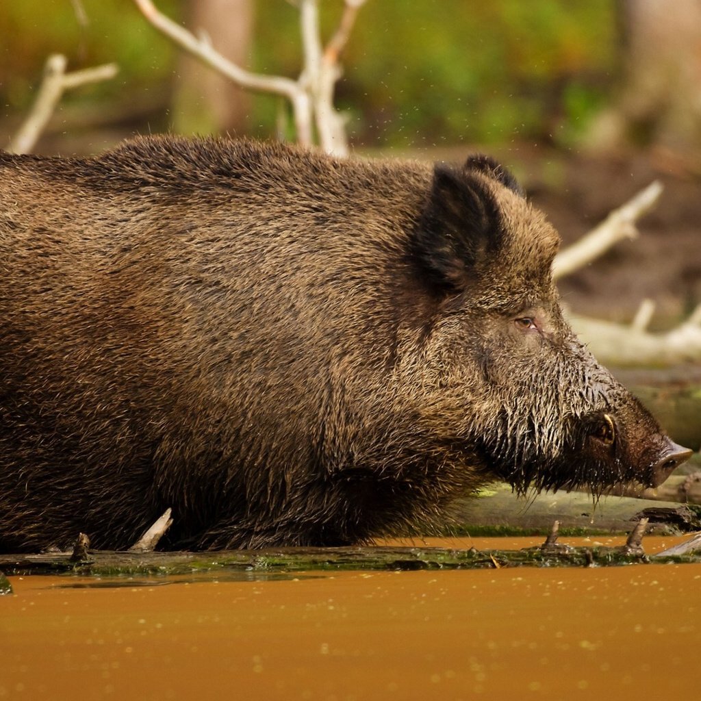 Обои вода, грязь, животные, кабан, дикая, свинья, water, dirt, animals, boar, wild, pig разрешение 1920x1080 Загрузить