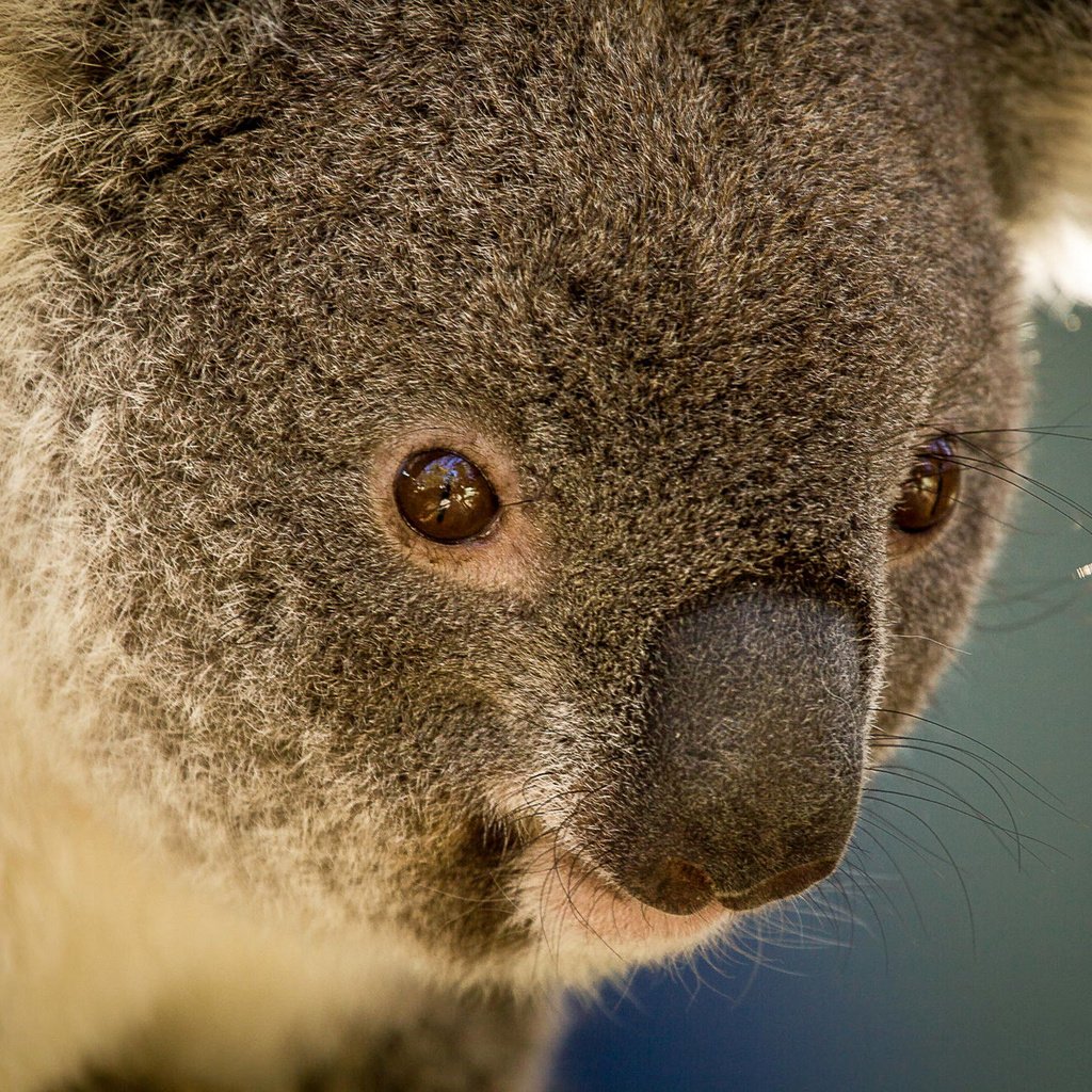 Обои животные, австралия, коала, травоядное, сумчатое, сумчатые, animals, australia, koala, herbivores, marsupials разрешение 1920x1280 Загрузить