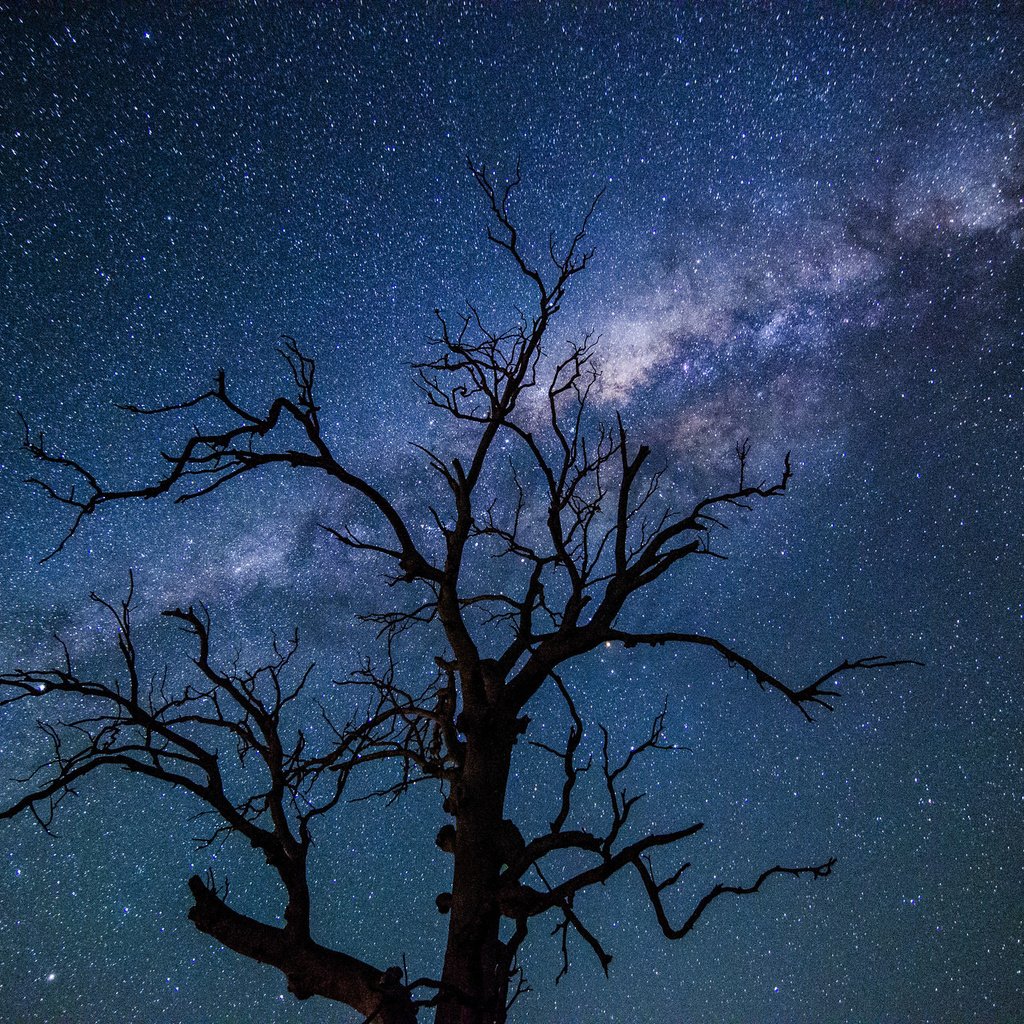 Обои небо, дерево, звезды, силуэт, млечный путь, the sky, tree, stars, silhouette, the milky way разрешение 2048x1356 Загрузить