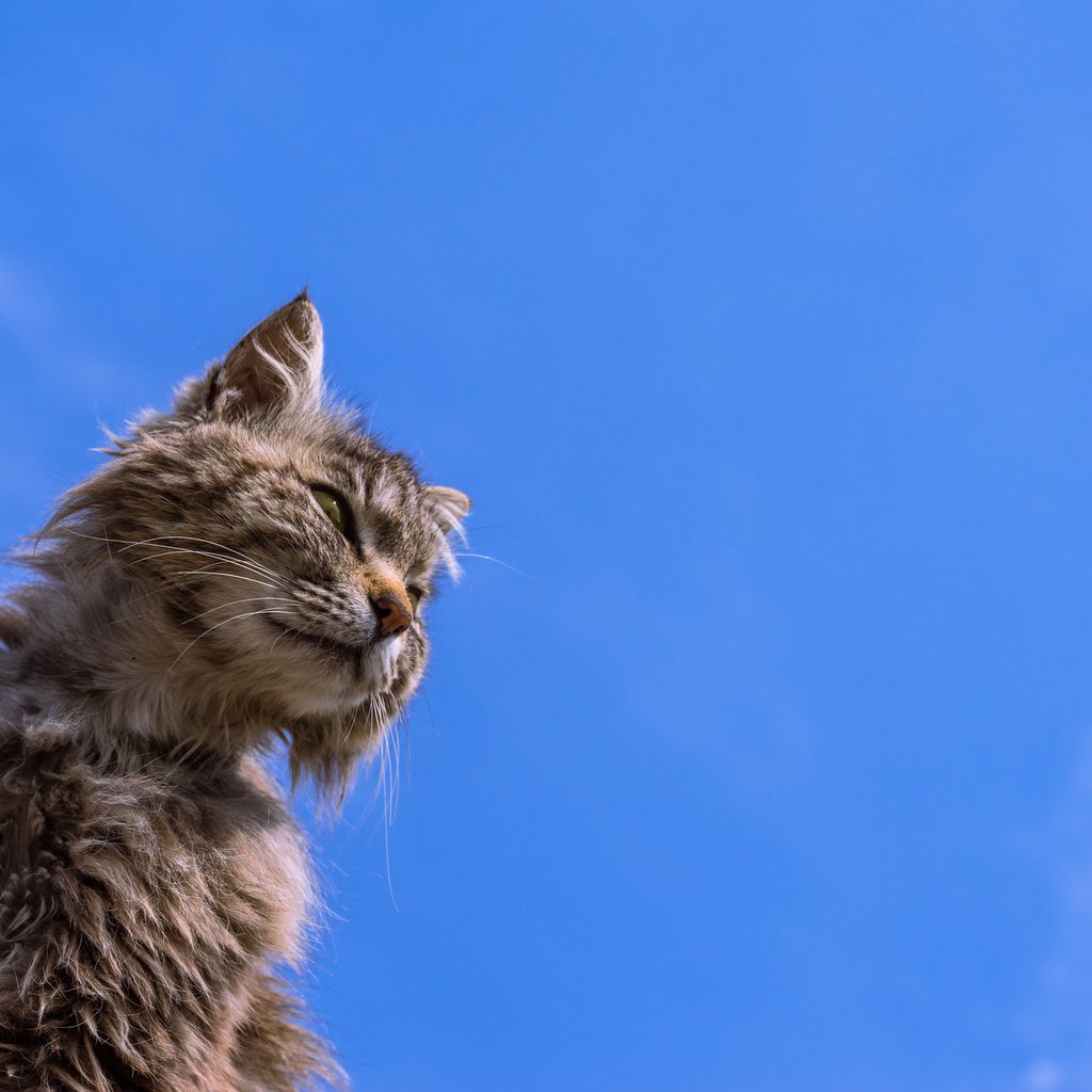 Обои фон, кот, кошак, потрепанный, background, cat, koshak, shabby разрешение 2048x1333 Загрузить