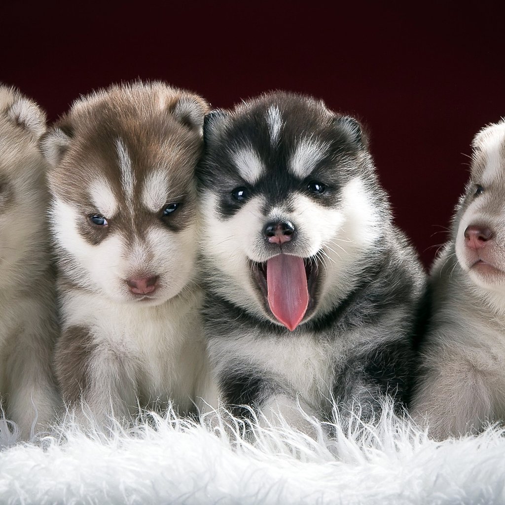 Обои хаски, щенки, собаки, husky, puppies, dogs разрешение 1920x1080 Загрузить