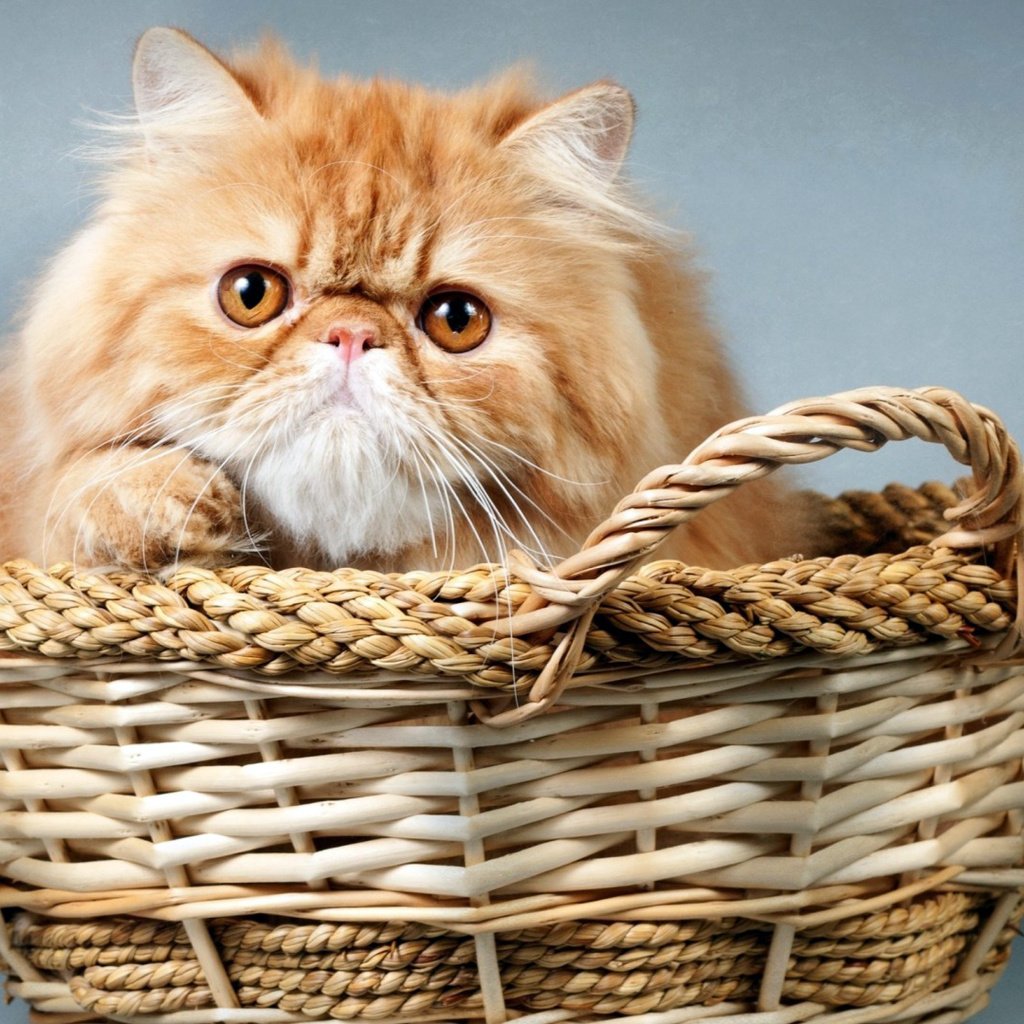 Обои кот, корзина, рыжий, cat, basket, red разрешение 1920x1080 Загрузить