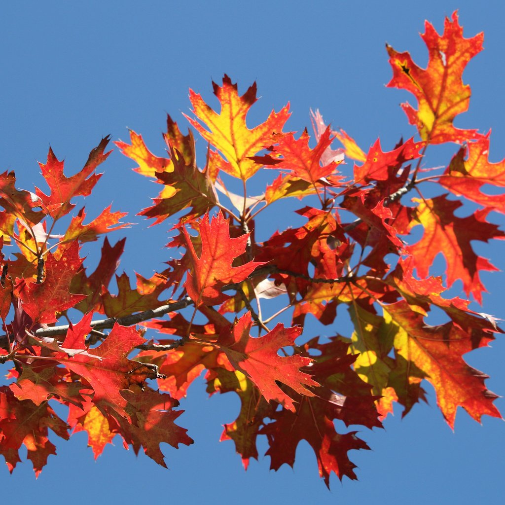 Обои небо, ветка, листья, осень, багрянец, the sky, branch, leaves, autumn, the crimson разрешение 2048x1365 Загрузить