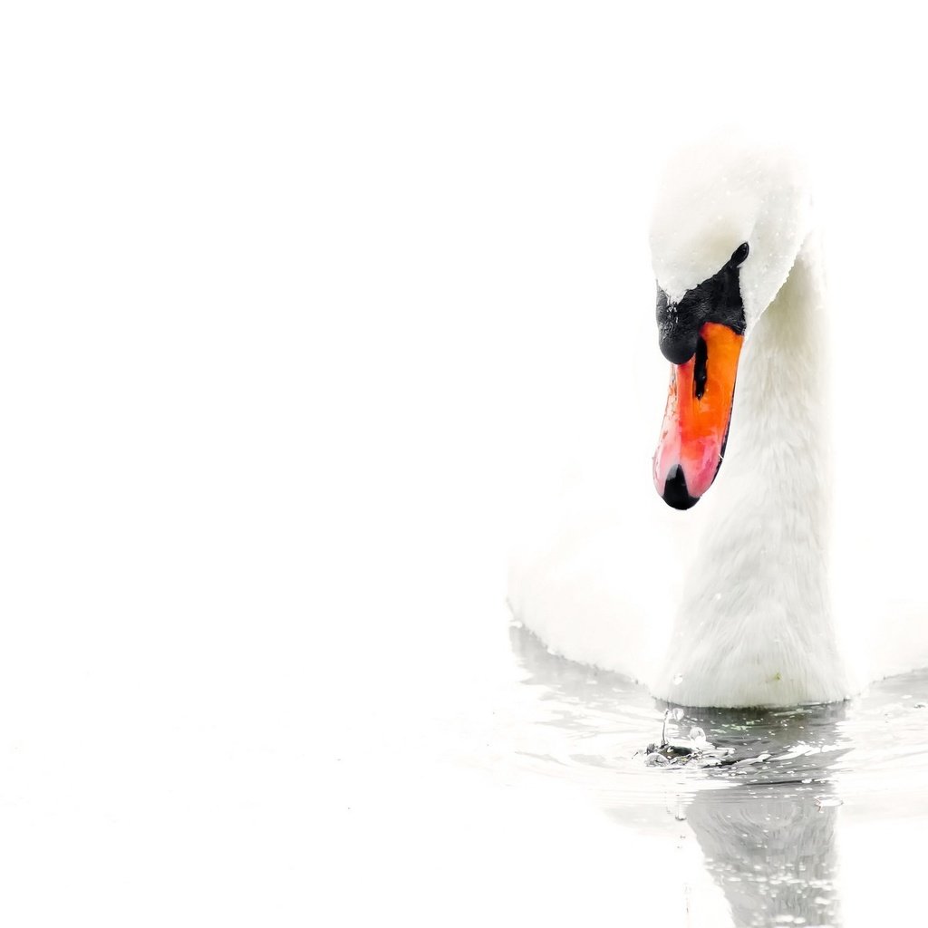 Обои вода, белый, птица, белый фон, лебедь, water, white, bird, white background, swan разрешение 2048x1342 Загрузить