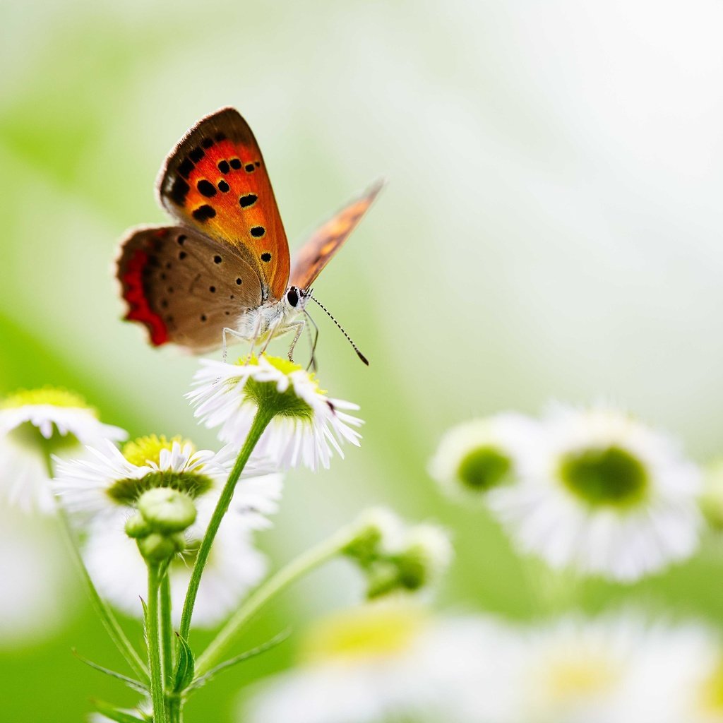 Обои цветы, насекомое, бабочка, крылья, боке, flowers, insect, butterfly, wings, bokeh разрешение 5760x3840 Загрузить