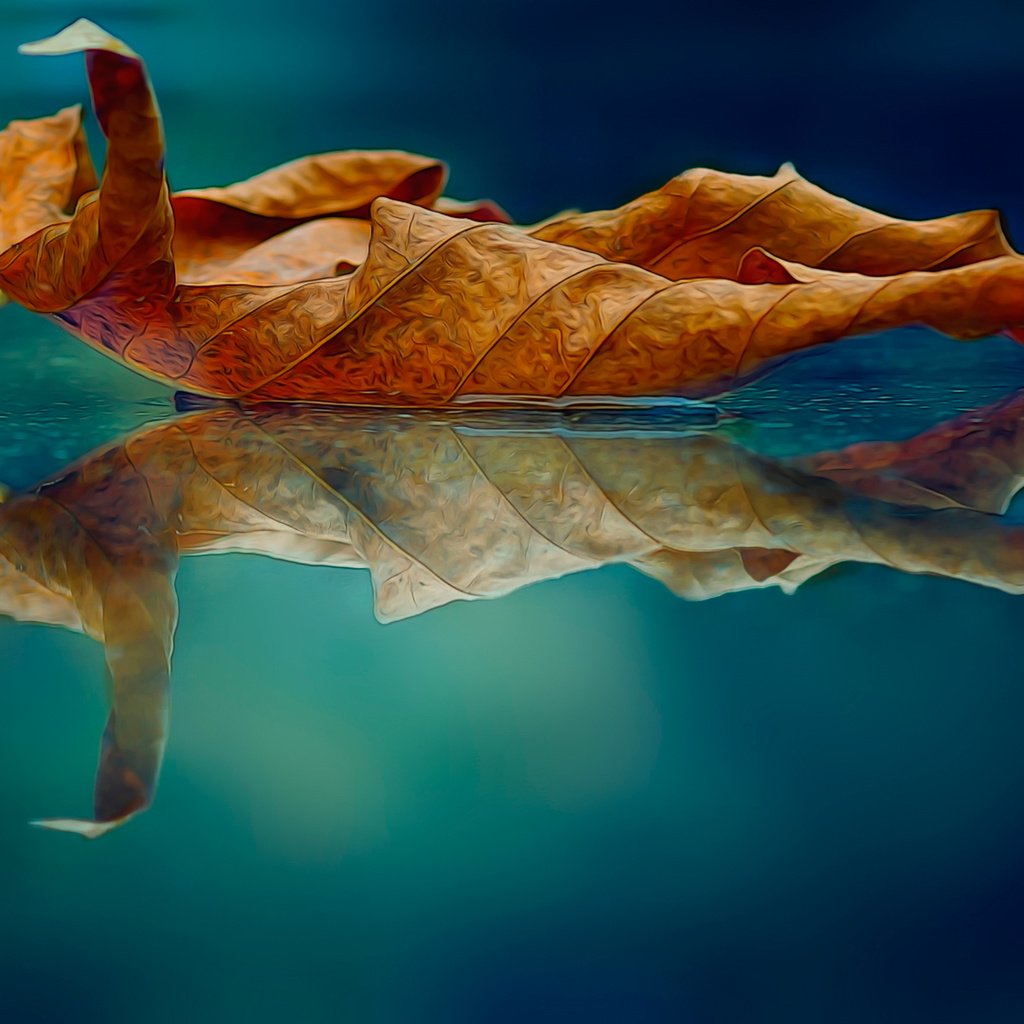 Обои макро, отражение, осень, лист, macro, reflection, autumn, sheet разрешение 2048x1170 Загрузить