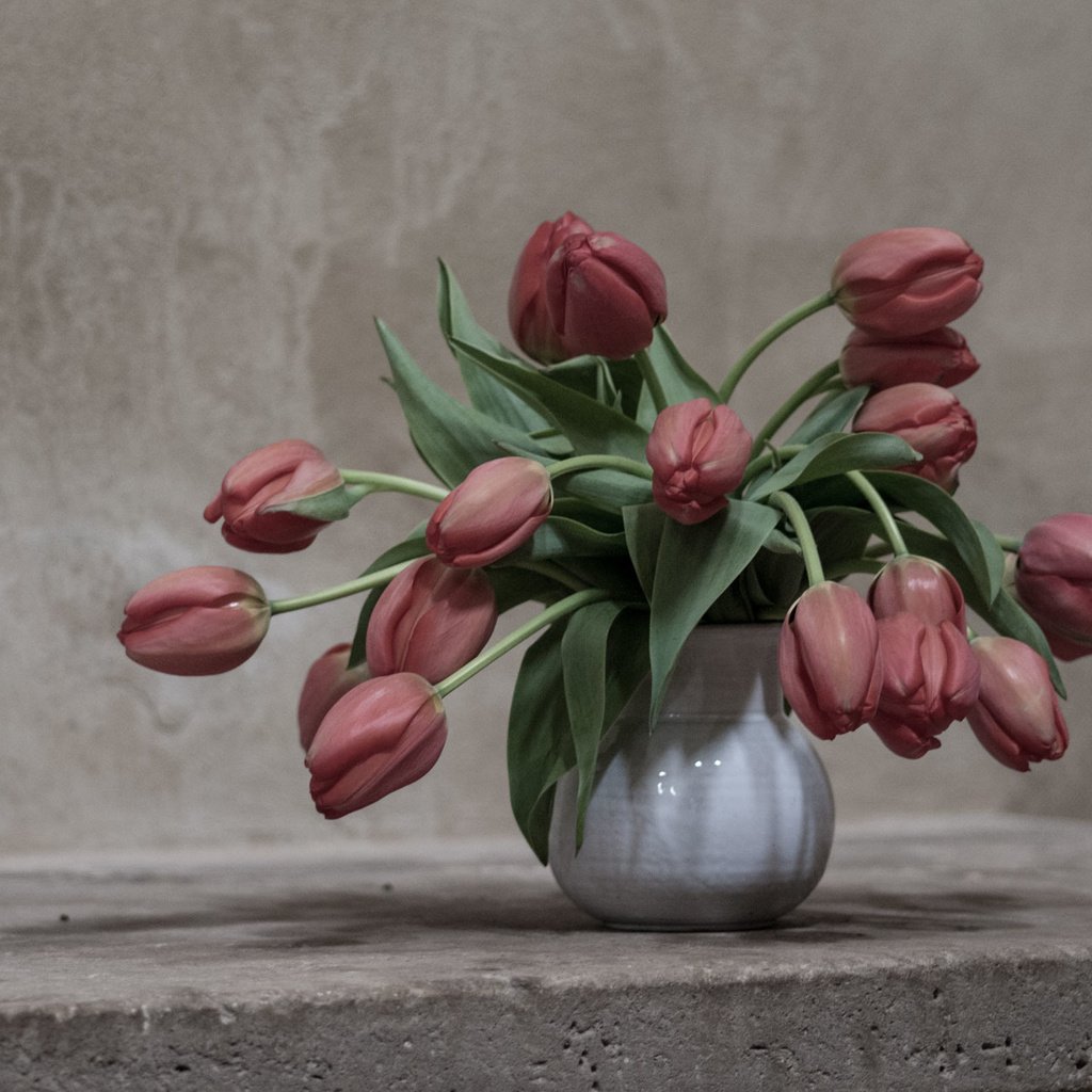 Обои цветы, фон, тюльпаны, flowers, background, tulips разрешение 1920x1275 Загрузить