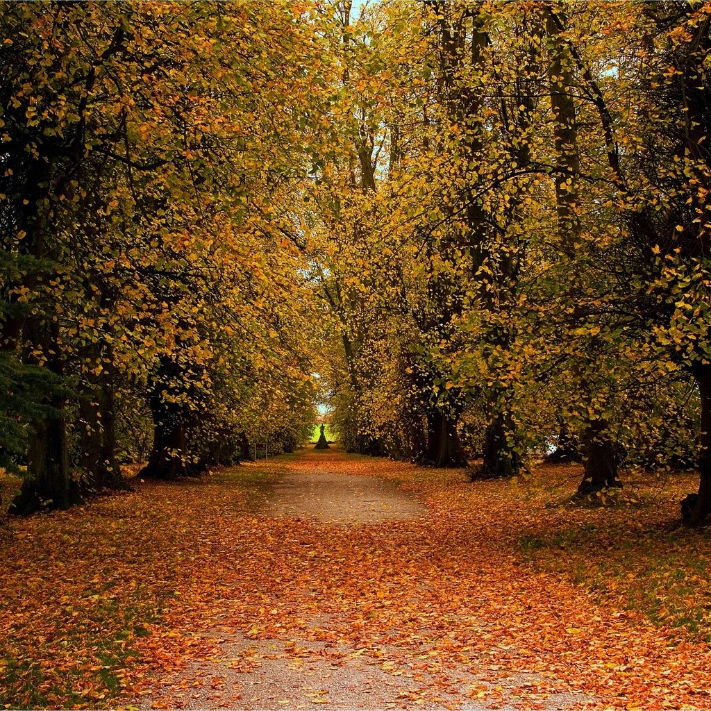 Обои дорога, деревья, пейзаж, парк, осень, road, trees, landscape, park, autumn разрешение 2880x1912 Загрузить