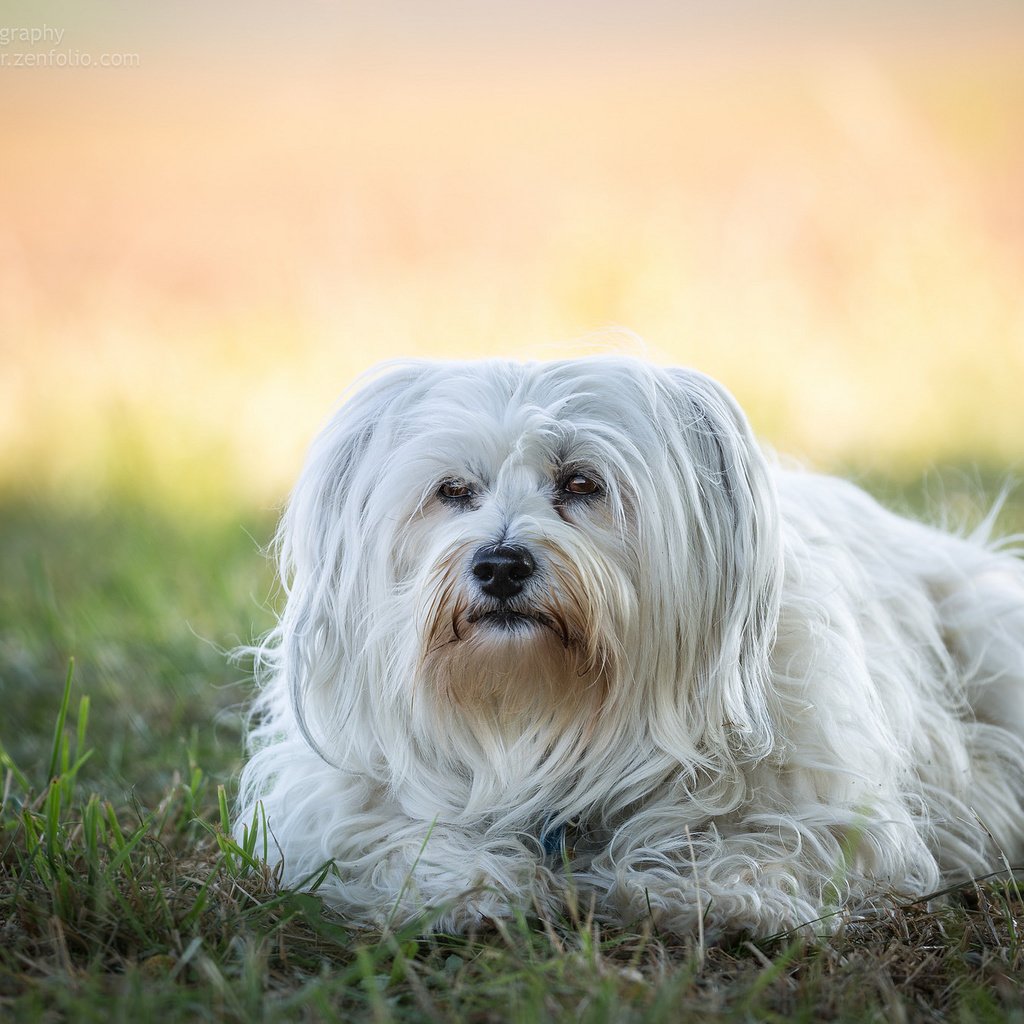 Обои трава, собака, гаванский бишон, болонка, бишон, ralf bitzer, grass, dog, the havanese, lapdog, bichon разрешение 2048x1365 Загрузить