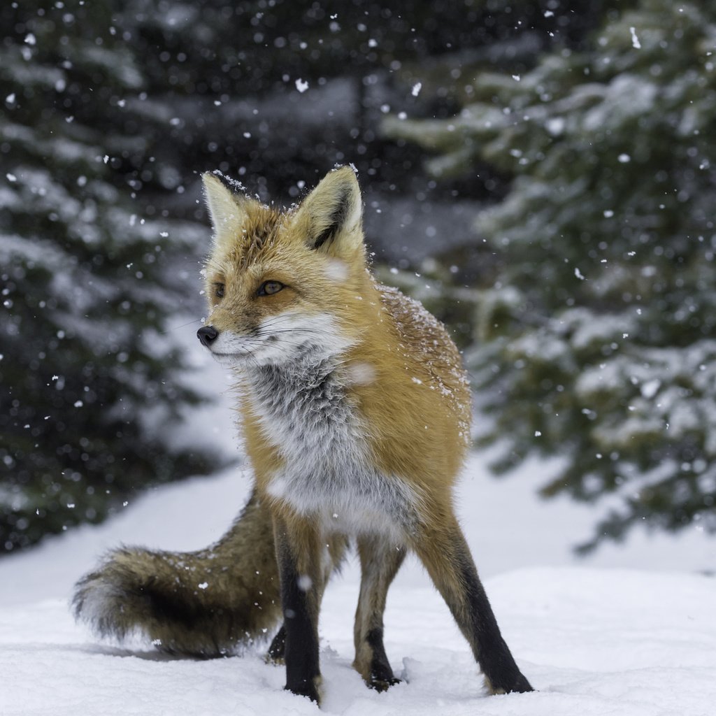 Обои снег, лес, зима, рыжая, лиса, лисица, лис, snow, forest, winter, red, fox разрешение 2048x1363 Загрузить