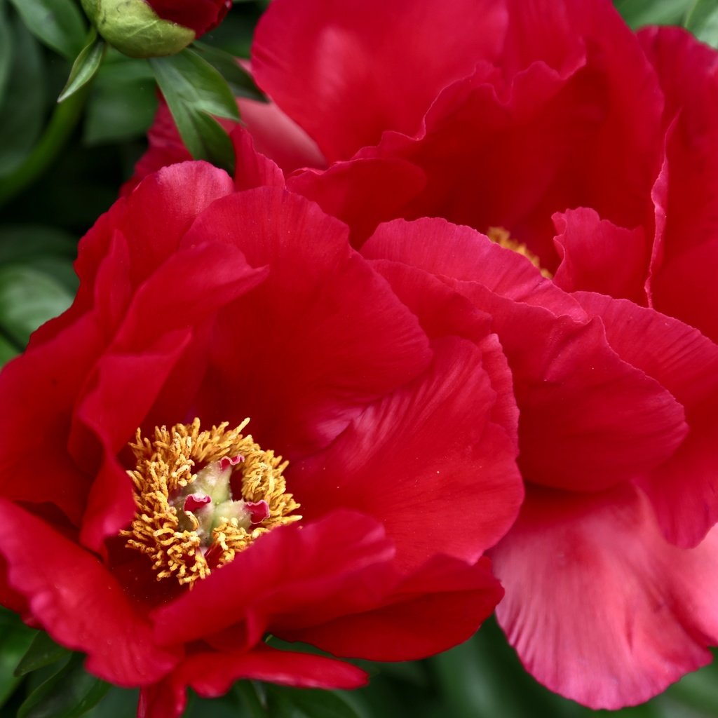 Обои макро, красный, пионы, macro, red, peonies разрешение 3000x2000 Загрузить