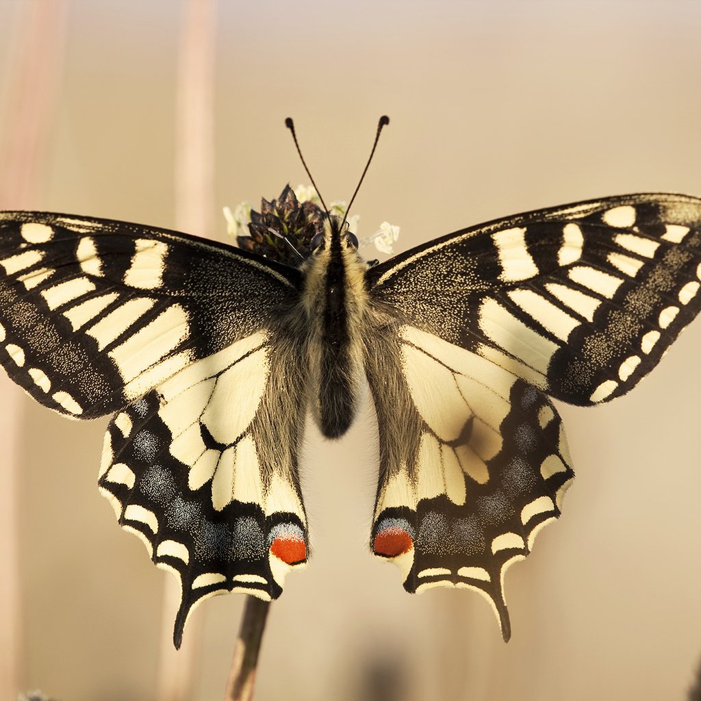 Обои бабочка, крылья, красиво, игруха, чешуекрылые, махаон, butterfly, wings, beautiful, ., lepidoptera, swallowtail разрешение 1920x1200 Загрузить