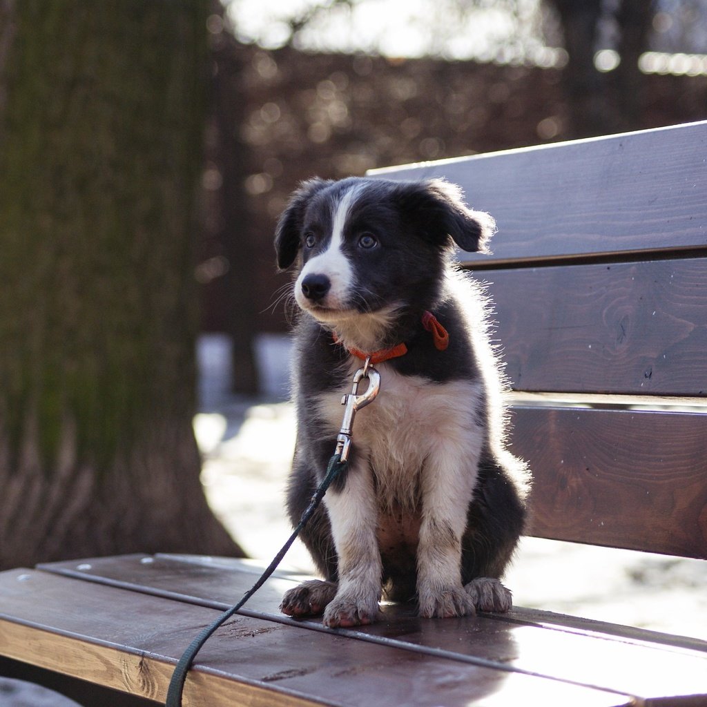 Обои собака, щенок, бордер-колли, cобака, dog, puppy, the border collie разрешение 3872x2592 Загрузить