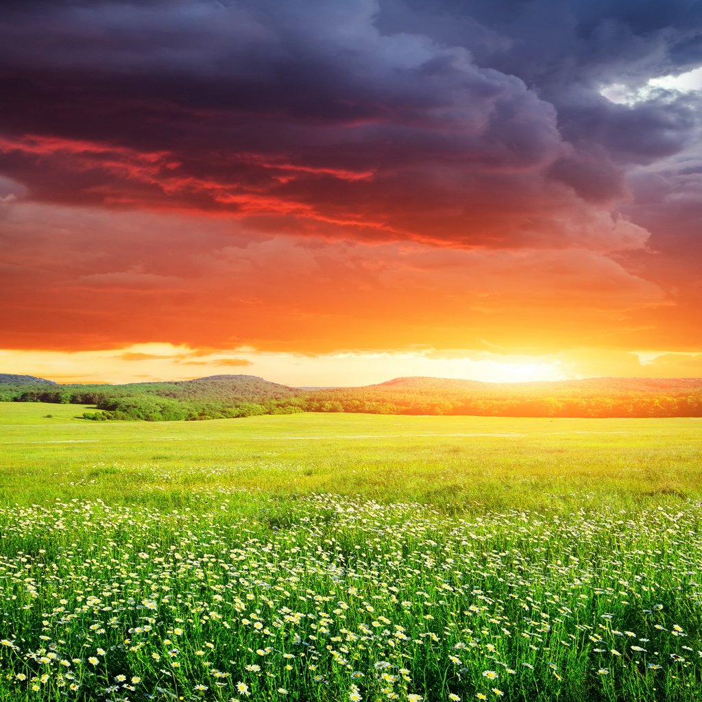 Обои небо, цветы, трава, закат, поле, неба, ландшафт, на природе, the sky, flowers, grass, sunset, field, sky, landscape, nature разрешение 3870x2580 Загрузить