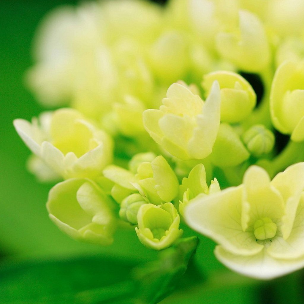 Обои цветы, макро, белые, гортензия, flowers, macro, white, hydrangea разрешение 1920x1279 Загрузить