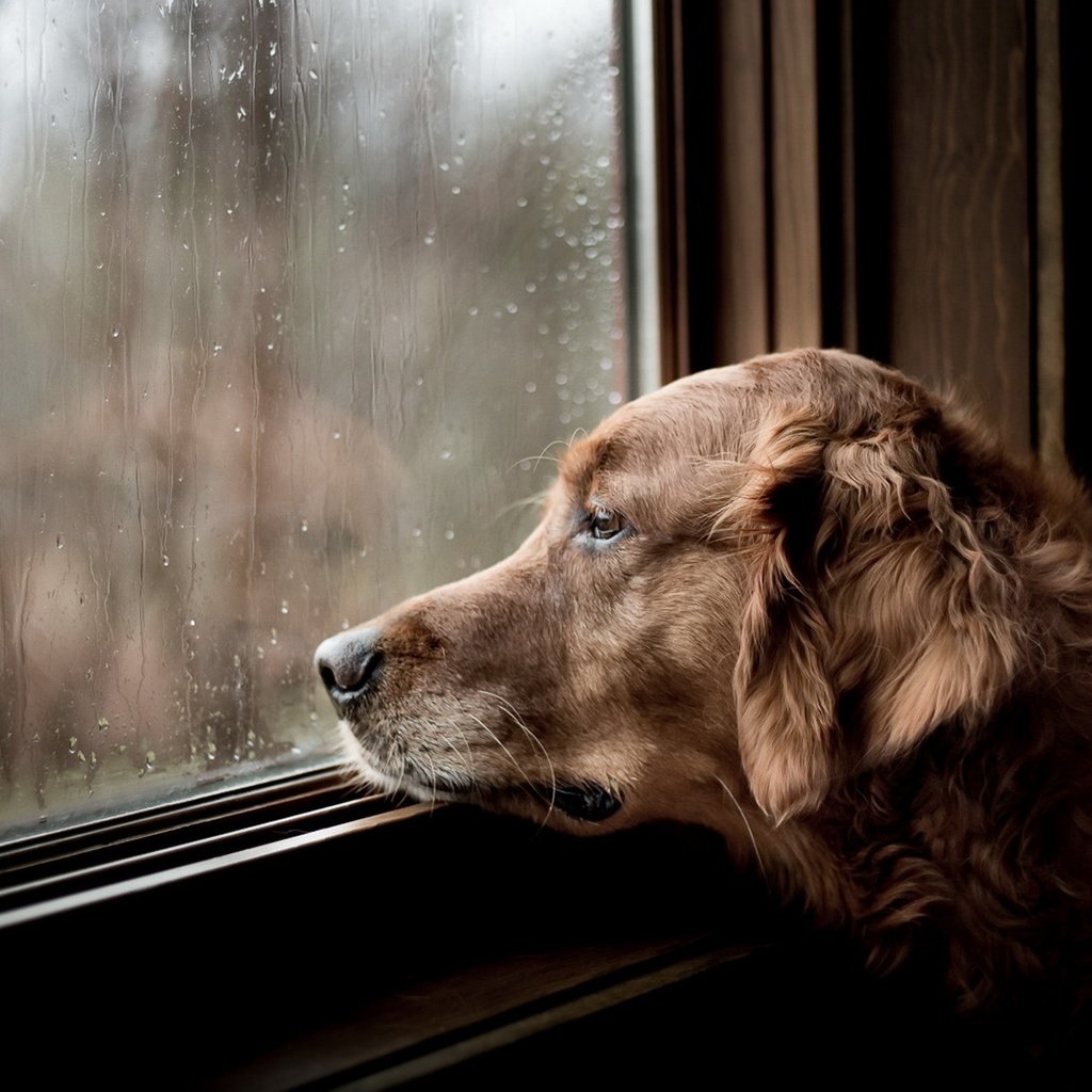Обои грусть, rainy days, tom landretti, взгляд, собака, дом, окно, друг, ожидание, золотистый ретривер, sadness, look, dog, house, window, each, waiting, golden retriever разрешение 1920x1203 Загрузить