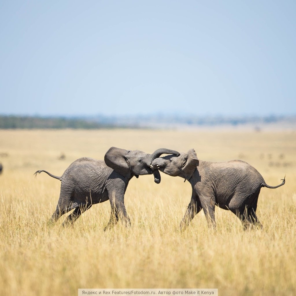 Обои друг, слоны, здороваются, обнимая, друга., each, elephants, hello, embracing, other. разрешение 1920x1080 Загрузить