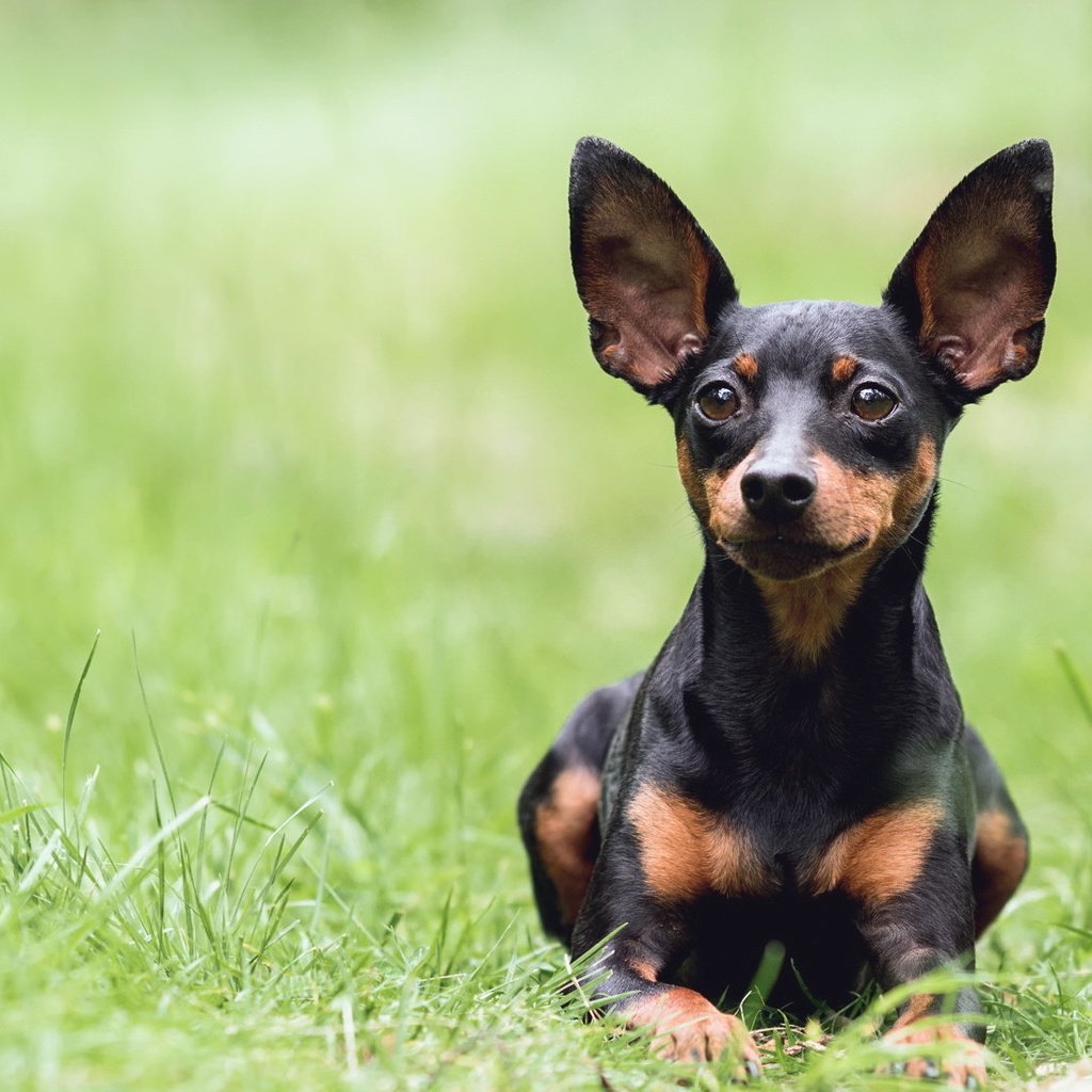 Обои трава, взгляд, собака, зеленая, уши, такса, those ears, mira sinisalo, grass, look, dog, green, ears, dachshund разрешение 2042x1102 Загрузить