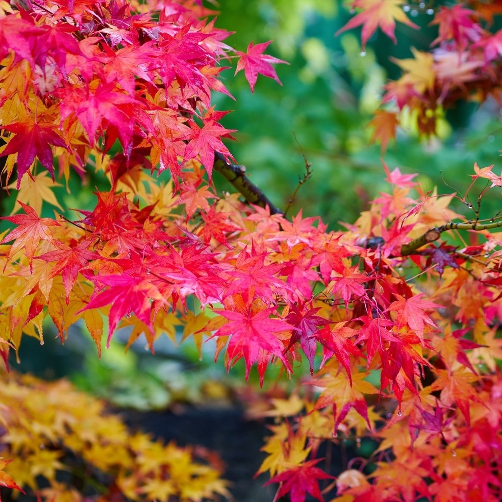 Обои дерево, листья, осень, клен, яркий, багряный, tree, leaves, autumn, maple, bright, scarlet разрешение 2000x1307 Загрузить