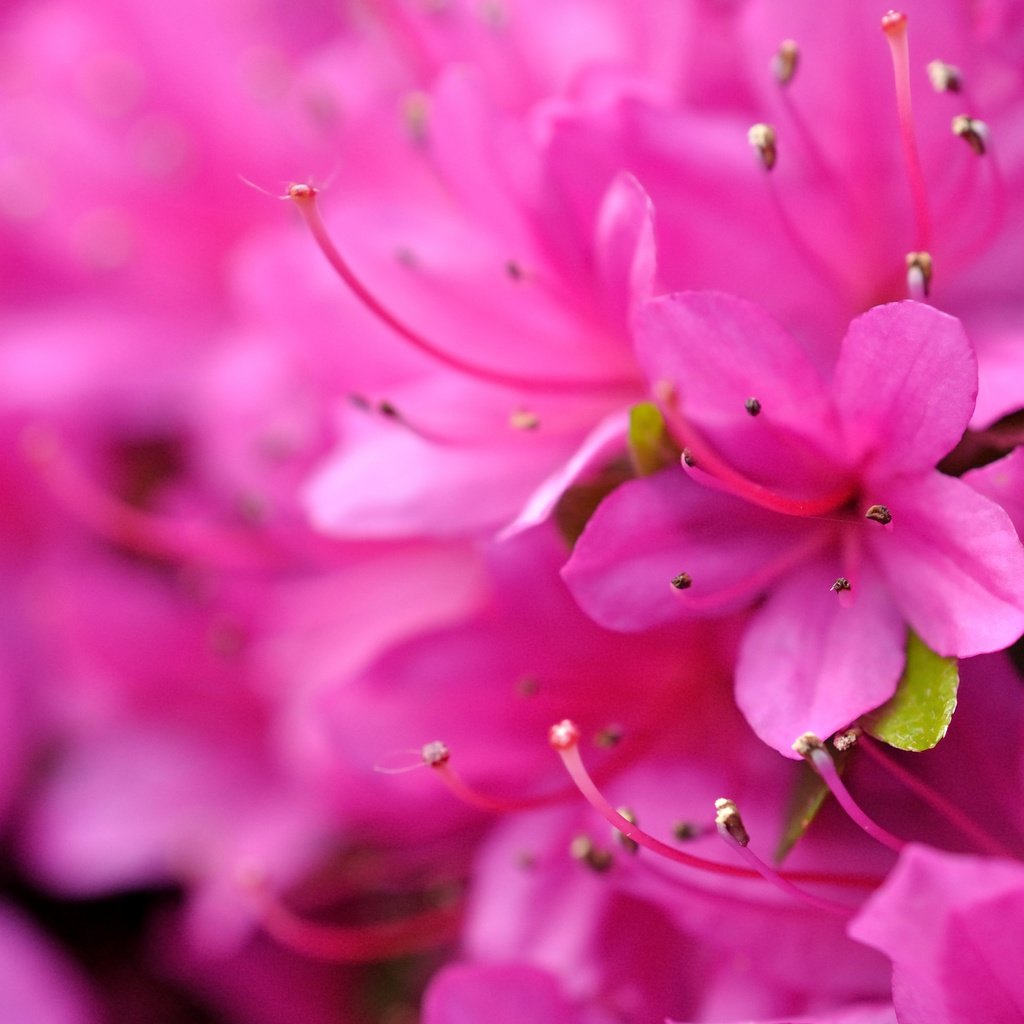 Обои макро, боке, рододендрон, macro, bokeh, rhododendron разрешение 3912x2794 Загрузить