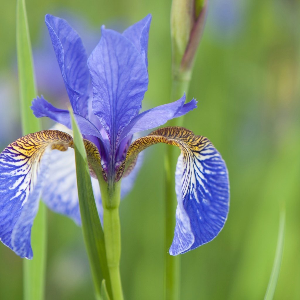 Обои природа, макро, лепестки, стебель, ирис, nature, macro, petals, stem, iris разрешение 4288x2848 Загрузить