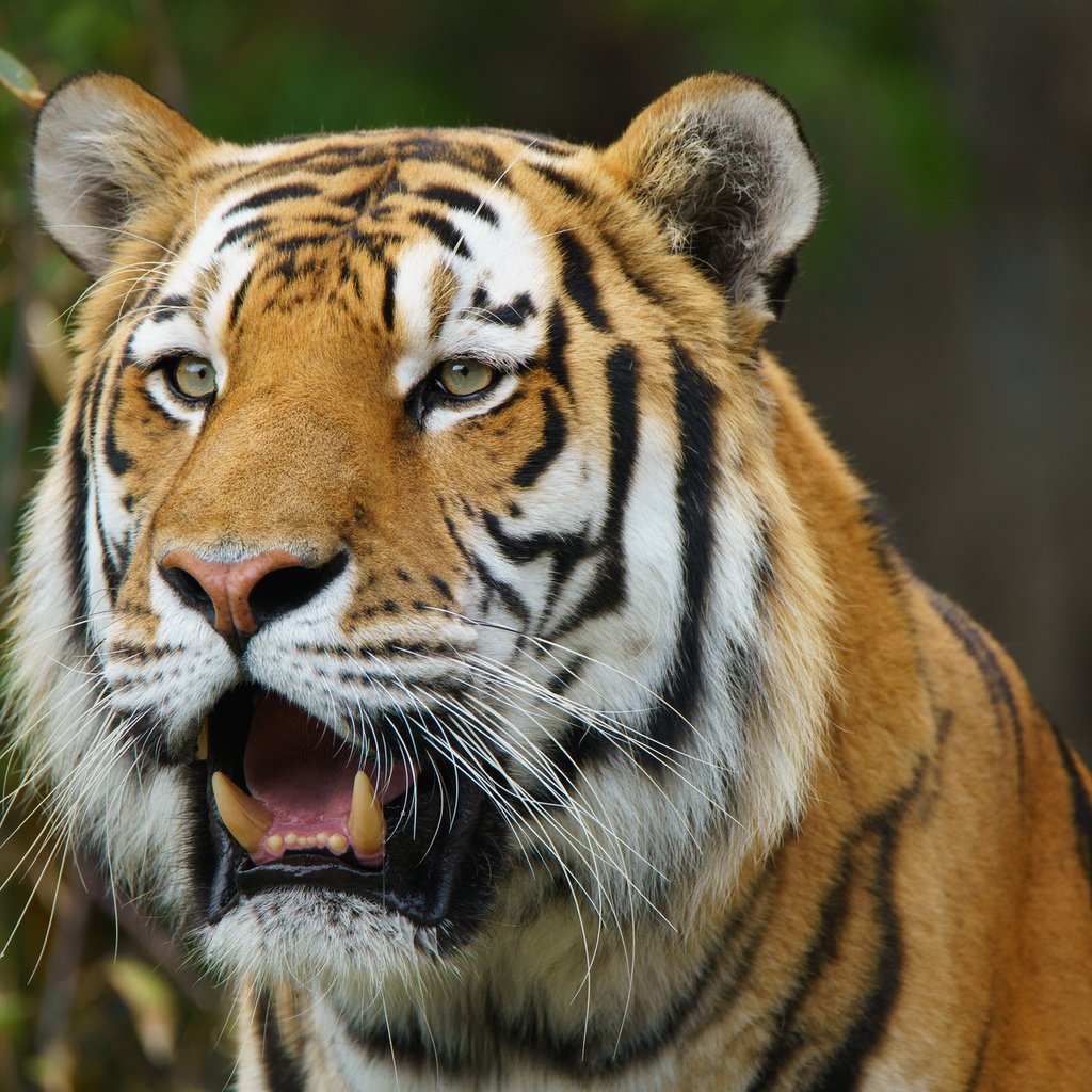 Обои тигр, взгляд, хищник, дикая кошка, амурский тигр, tiger, look, predator, wild cat, the amur tiger разрешение 2048x1312 Загрузить