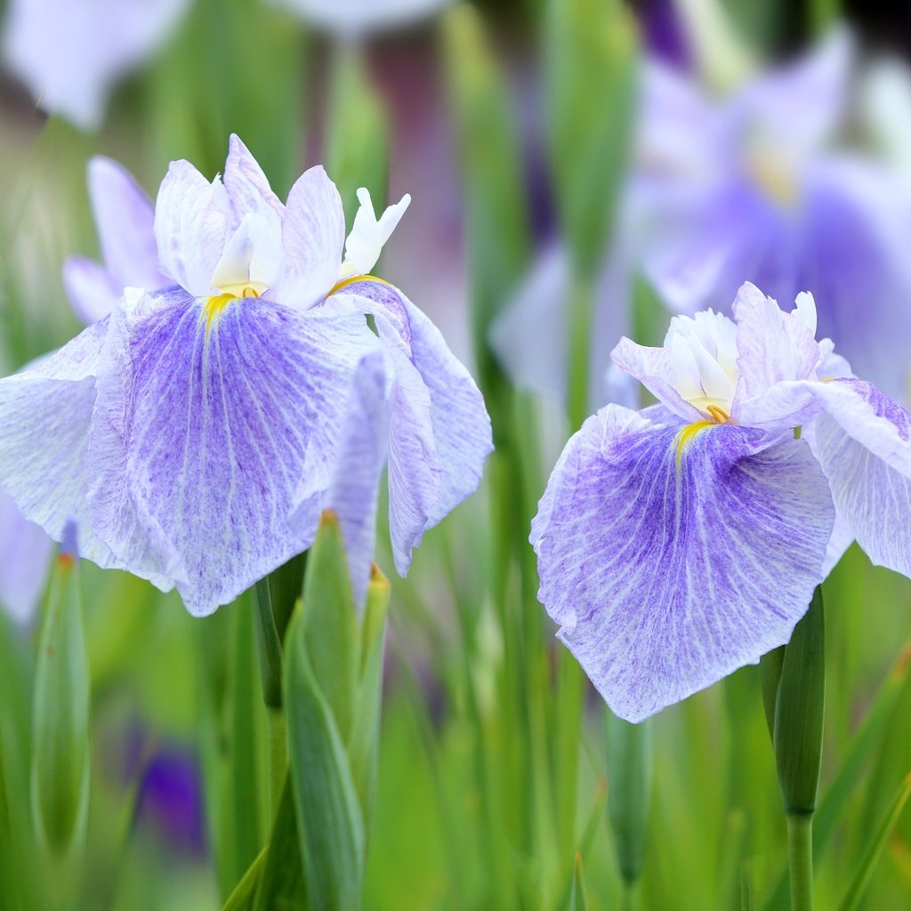 Обои цветы, макро, лепестки, фиолетовый, ирис, касатик, flowers, macro, petals, purple, iris разрешение 3000x2000 Загрузить