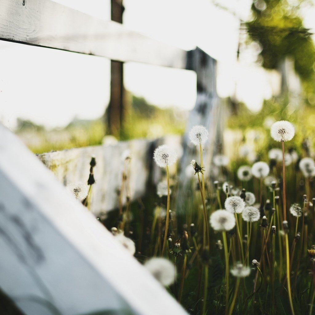 Обои цветы, макро, забор, одуванчики, пух, flowers, macro, the fence, dandelions, fluff разрешение 1920x1200 Загрузить