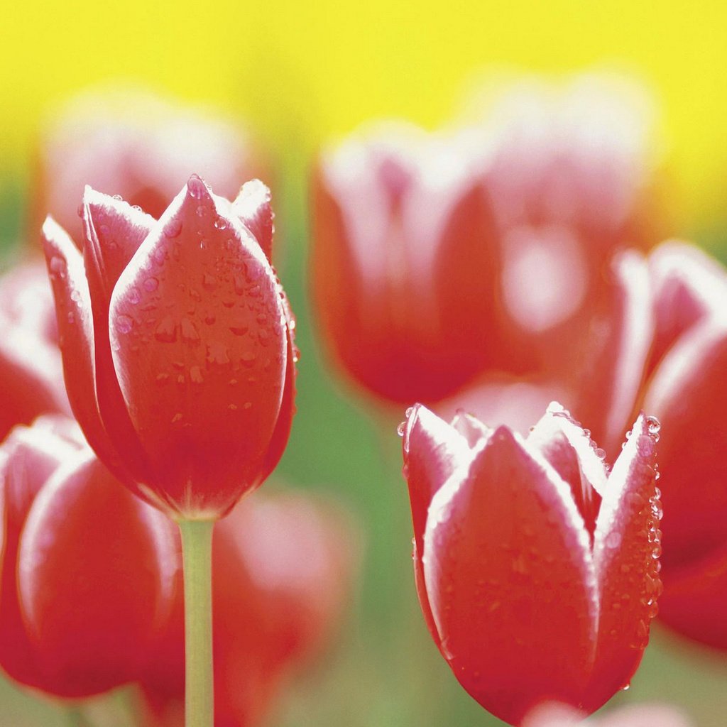 Обои тюльпаны, tulips разрешение 1920x1200 Загрузить